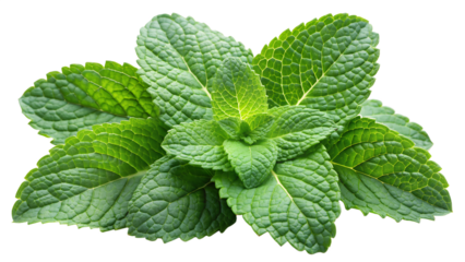 Fresh green mint leaves isolated on transparent background, a popular herb used in cooking and beverages, adding a refreshing and cool flavor to dishes