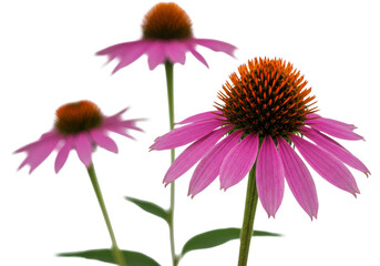 Obraz premium Pristine, vibrant echinacea purpurea flower with fuchsia petals and orange-brown cone, on a transparent studio background with soft lighting, concept of botanical wellness