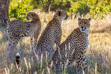 3 brothers - cheetahs in Kruger national park, South Africa
