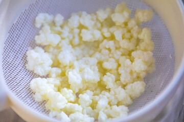 Kefir grains originate from the Caucasus Mountains. Natural probiotic composed of yeast and fermenting bacteria