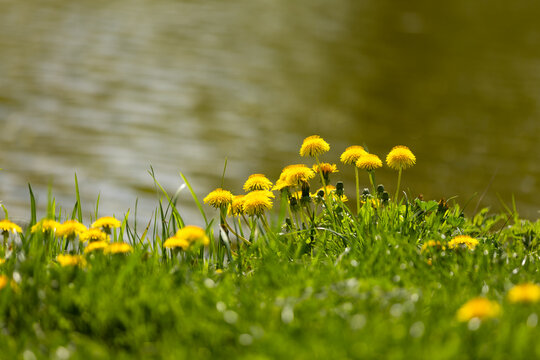 Ż&oacute;łty kwiat, mniszek lekarski (Taraxacum officinale) w bujnej zielonej trawie przy stawie, tło lub tapeta do projektu, puste miejsce na tekst