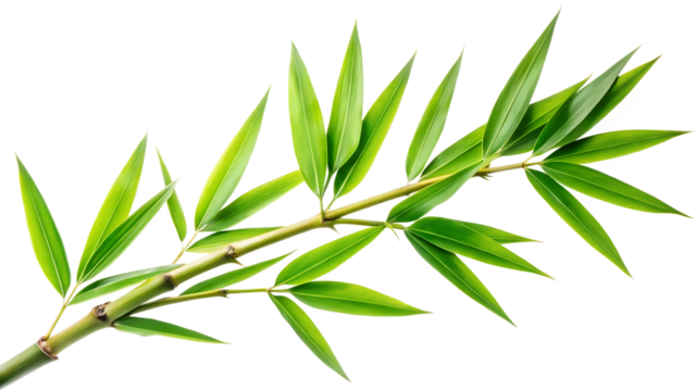 Vibrant green bamboo branch isolated on transparent background, displaying lush leaves and intricate stem structure, perfect for natureinspired designs or projects