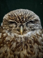 A close-up of an owl with closed eyes against a dark background.