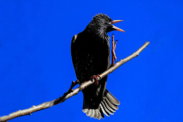 Australian Common Starlings (Sturnus vulgaris) perched on bare branch