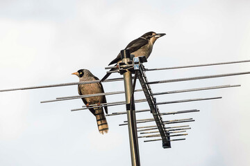 Australian Noisy Miner (Manorina melanocephala) and Grey Butcherbird