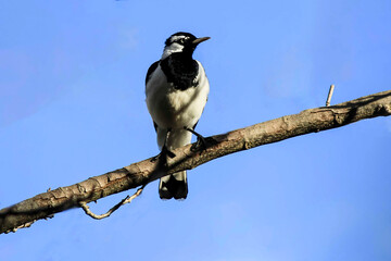 Australian Magpie-lark (Grallina perched on a thick branch