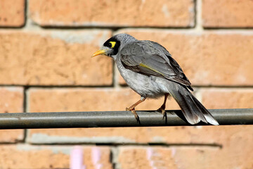 Australian Noisy Miner (Manorina melanocephala) perched on a pipe