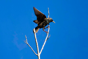 Common Starling (Sturnus vulgaris) perched on a bare branch