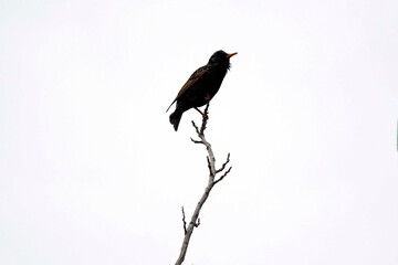 Common Starling (Sturnus vulgaris) perched on a branch