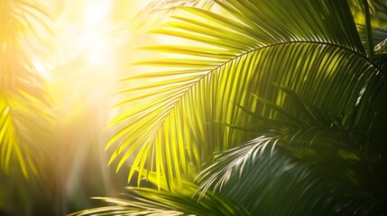 Radiant palm fronds illuminated by gentle morning sunlight creating a serene atmosphere