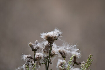 A closeup macro shot of cotton thistle flowers, Onopordum acanthium, covered with white fluff and water droplets. Photo with copy space and shallow focus. 