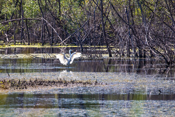 Great White Egret, Ardea alba L