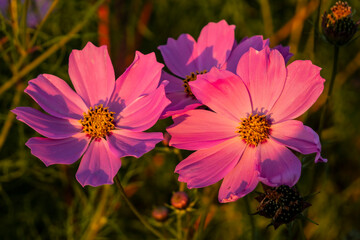 Obraz premium Evening in the countryside.