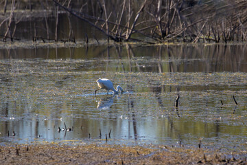 Great White Egret, Ardea alba L.