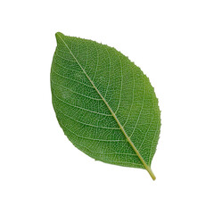 A single vibrant green leaf with intricate vein patterns, isolated on a clean transparent background, showcasing natural detail and organic form