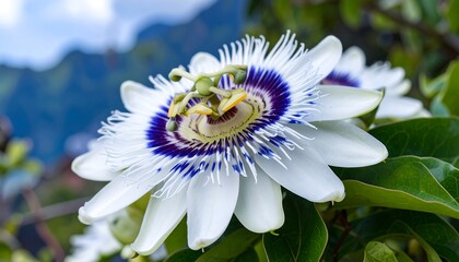 Vibrant white flower, close-up