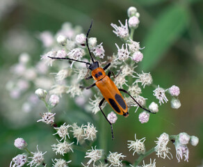 Close up of an orange bug.