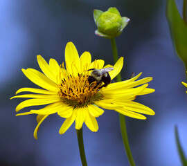 Close up of a bee on a yellow wildflower.