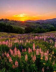 Vibrant wildflower meadow at sunset