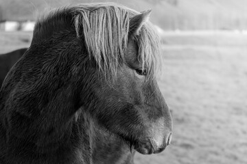Icelandic horse