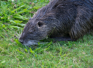 Nutria bei der Narungsaufnahme
