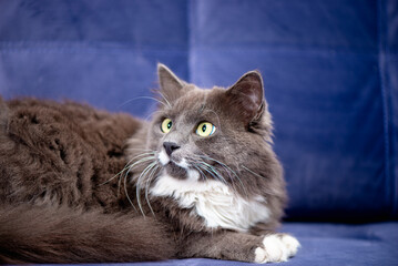 Fluffy Gray and White Cat Resting on a Purple Sofa. Pet Portrait in the interior.
