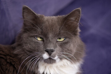 Fluffy Gray and White Cat Resting on a Purple Sofa. Pet Portrait in the interior.
