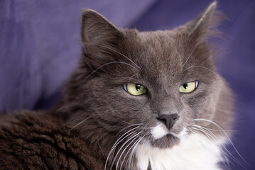 Fluffy Gray and White Cat Resting on a Purple Sofa. Pet Portrait in the interior.