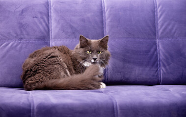 Fluffy Gray and White Cat Resting on a Purple Sofa. Pet Portrait in the interior.