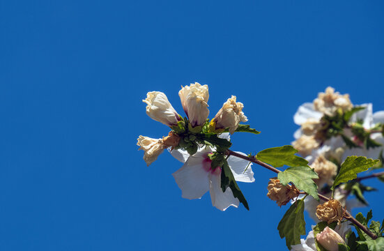 Blooming Hibiscus syriacus tree white flowers and leaves. rose mallow. gul hatmi.
