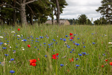 Coquelicots et bleuets