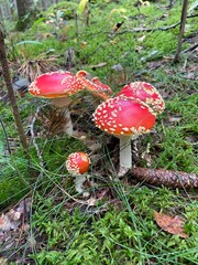 fungi, mushrooms, summer in the forest	