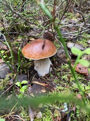 fungi, mushrooms, summer in the forest	