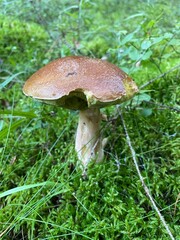 fungi, mushrooms, summer in the forest	