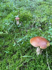 fungi, mushrooms, summer in the forest	