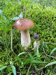 fungi, mushrooms, summer in the forest	