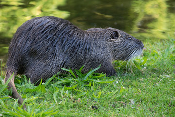 Nutria an Ufer bei der Nahrungsaufnahme