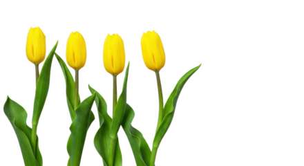 Five vibrant yellow tulip buds with green stems and leaves, neatly arranged on a transparent shadowless studio background with copy space, new beginnings concept