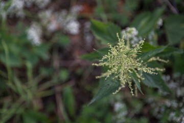 A top view of nettle flowers outdoors.
