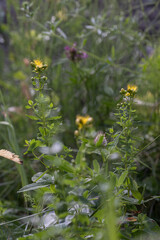 Small flowers of St. John's wort growing in the grass.
