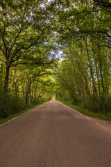 path in the wood in Tuscia