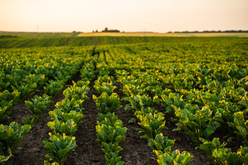 Sugar beet farmland field in summer countryside agriculture landscape at sunset