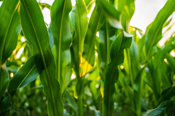 Bright green corn leaves in farmland field with evening light background