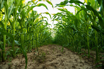 Corn field view from ground perspective with tall green plants in summer