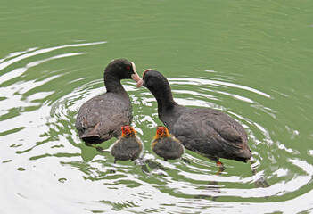 tenera coppia di folaghe (Fulica atra) con due pulcini