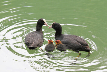 tenera coppia di folaghe (Fulica atra) con due pulcini