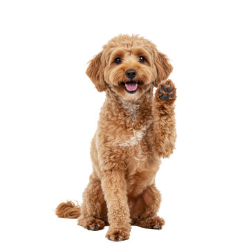 Young light brown poodle mix dog sits, right paw waving, happy open-mouthed, looking at camera on a transparent studio background, concept of friendly welcome