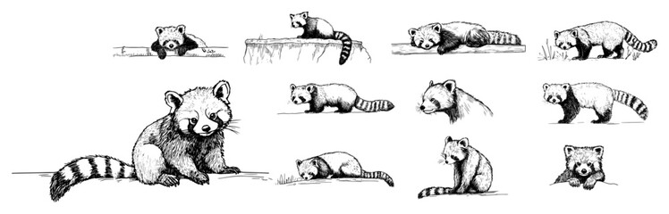 Red panda doodle icon set vector