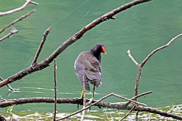 gallinella d'acqua (Gallinula chloropus); maschio adulto