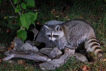 Obraz premium Raccoon foraging.